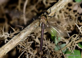 Downy Emerald (Cordulia aenea) F-ten