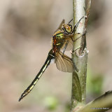 Downy Emerald (Cordulia aenea) F-Imm