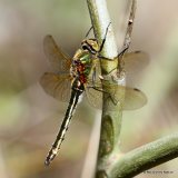 Downy Emerald (Cordulia aenea) F-Imm