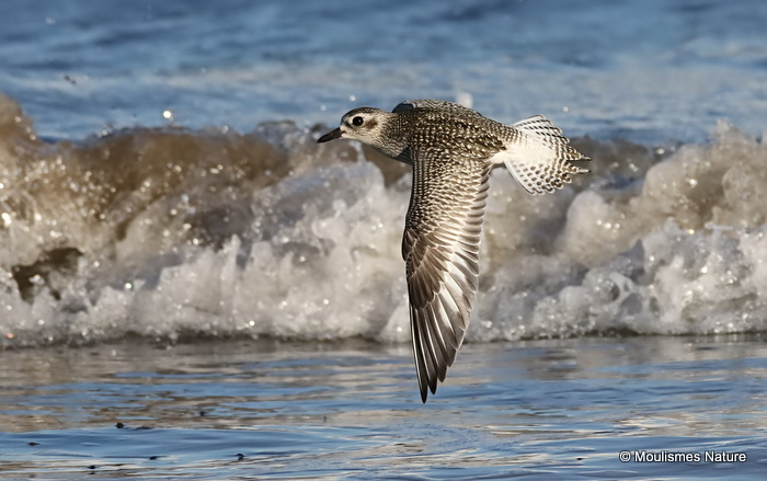 0S8A5285. Grey Plover (Pluvialis squatarola), San Pedro 12/12/17.