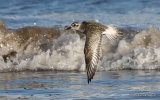 Grey Plover (Pluvialis squatarola), San Pedro 12/12/17.