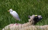Cattle Egret (Bubulcus ibis) Ad-S