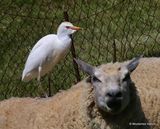 Cattle Egret (Bubulcus ibis) Ad-S