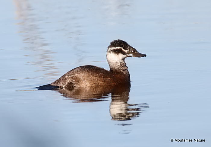0S8A5525. White-headed Duck (Oxyura leucocephala) female type, 'Vera Marshes' 18/12/17.