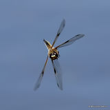 Four-spotted Chaser (Libellula quadrimaculata) F