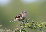 Common Stonechat (Saxicola torquata) juv