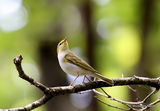 Wood Warbler (Phylloscopus sibilatrix)