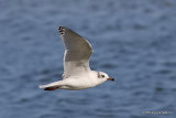 L. melanocephalus 2nd-winter