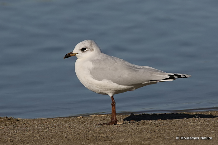 L. melanocephalus 2nd-winter