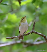 Wood Warbler (Phylloscopus sibilatrix)