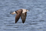 L. fuscus 2nd-winter