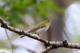 Wood Warbler (Phylloscopus sibilatrix)