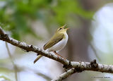 Wood Warbler (Phylloscopus sibilatrix)