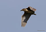 Black-crowned Night Heron (Nycticorax nycticorax) Imm