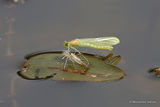 Unidentified damselfly (Zygoptera) sp.