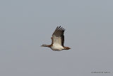 0S8A5879. Great Bustard (Otis tarda), Petrola steppes 12/2017.