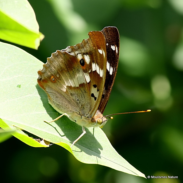 Lesser Purple Emperor (Apatura ilia), ilia