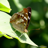 Lesser Purple Emperor (Apatura ilia), ilia