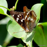 Lesser Purple Emperor (Apatura ilia), ilia