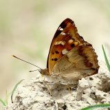 Lesser Purple Emperor (Apatura ilia), clytie