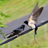 Barn Swallow (Hirundo rustica) juv + ad, Hirondelle rustique