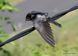 Barn Swallow (Hirundo rustica) juv, Hirondelle rustique