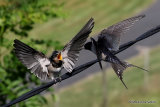Barn Swallow (Hirundo rustica) juv + ad, Hirondelle rustique