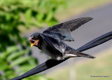 Barn Swallow (Hirundo rustica) juv, Hirondelle rustique