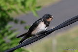 Barn Swallow (Hirundo rustica) juv, Hirondelle rustique