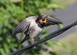 Barn Swallow (Hirundo rustica) juv, Hirondelle rustique