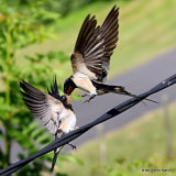 Barn Swallow (Hirundo rustica) juv + ad, Hirondelle rustique