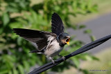 Barn Swallow (Hirundo rustica) juv, Hirondelle rustique