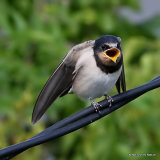 Barn Swallow (Hirundo rustica) juv, Hirondelle rustique