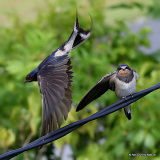 Barn Swallow (Hirundo rustica) juv + ad, Hirondelle rustique