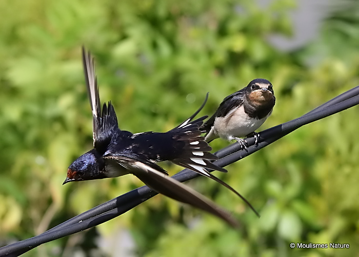 Barn Swallow (Hirundo rustica) ad-M, Hirondelle rustique