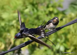 Barn Swallow (Hirundo rustica) ad-M, Hirondelle rustique