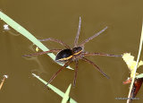 Raft / Great Raft Spider (Dolomedes fimbriatus/D. plantarius)