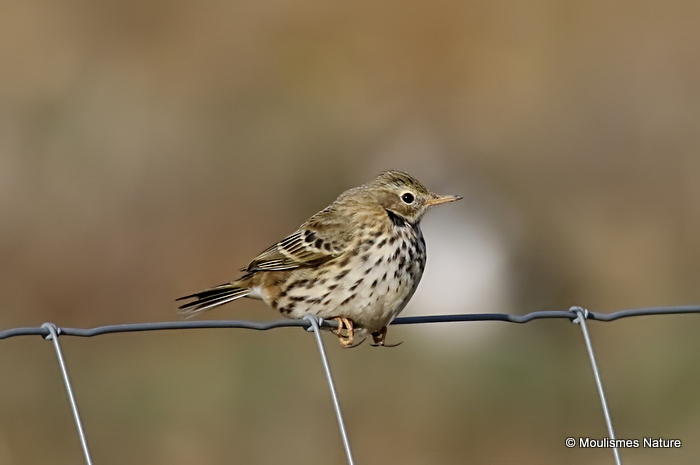 Meadow Pipit (Anthus pratensis)