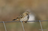 Meadow Pipit (Anthus pratensis)