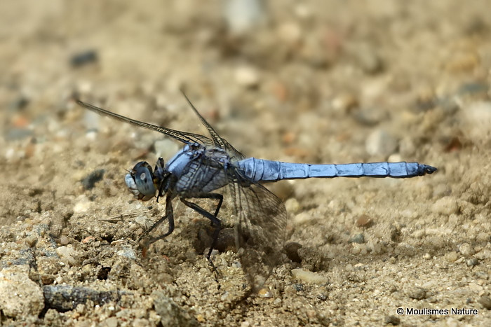 Southern Skimmer (Orthetrum brunneum) M