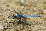 Southern Skimmer (Orthetrum brunneum) M