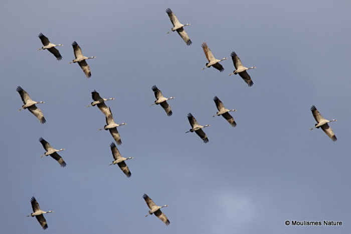 Grus grus en migration