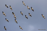 Grus grus en migration