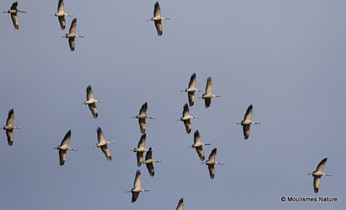 Grus grus en migration