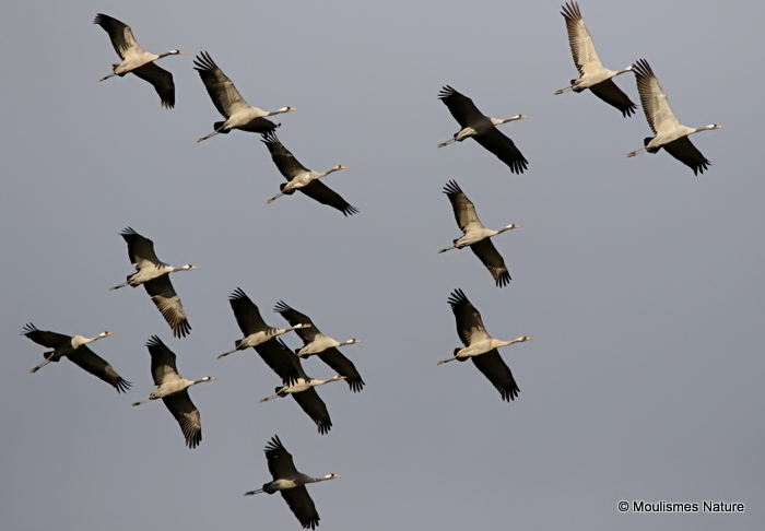 Grus grus en migration