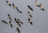 Grus grus en migration