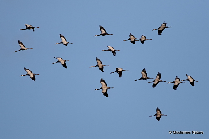 Grus grus en migration