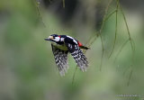 Great Spotted Woodpecker (Dendrocopos major) M