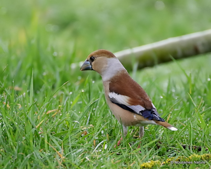 Hawfinch (Coccothraustes coccothraustes) F