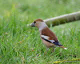 Hawfinch (Coccothraustes coccothraustes) F